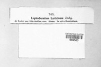 Lophodermium laricinum image